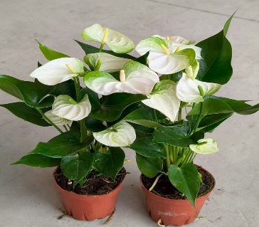 Антуриум красный фламинго намо ла 12 40 (предзаказ)