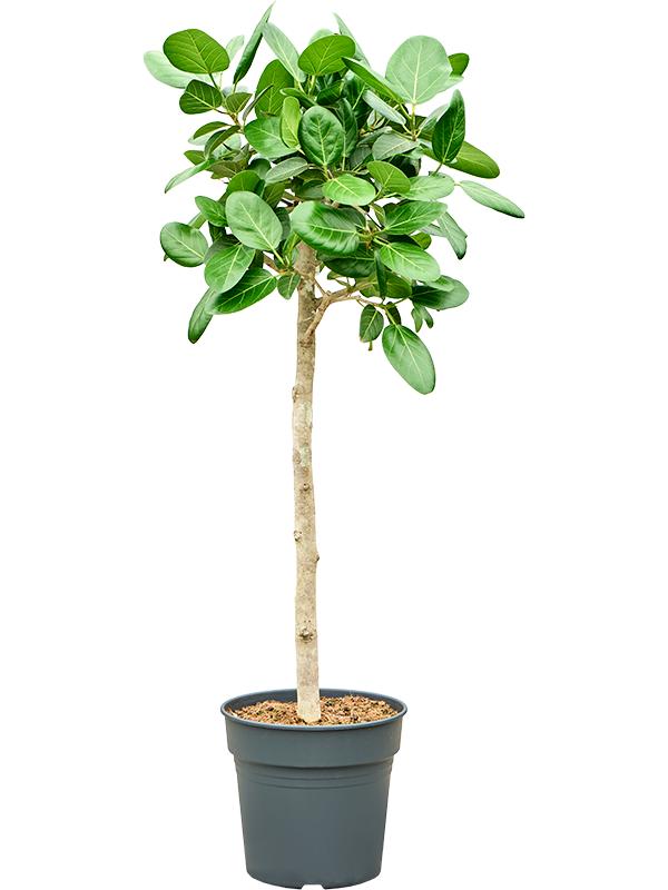 Ficus benghalensis 'Audrey', D 34