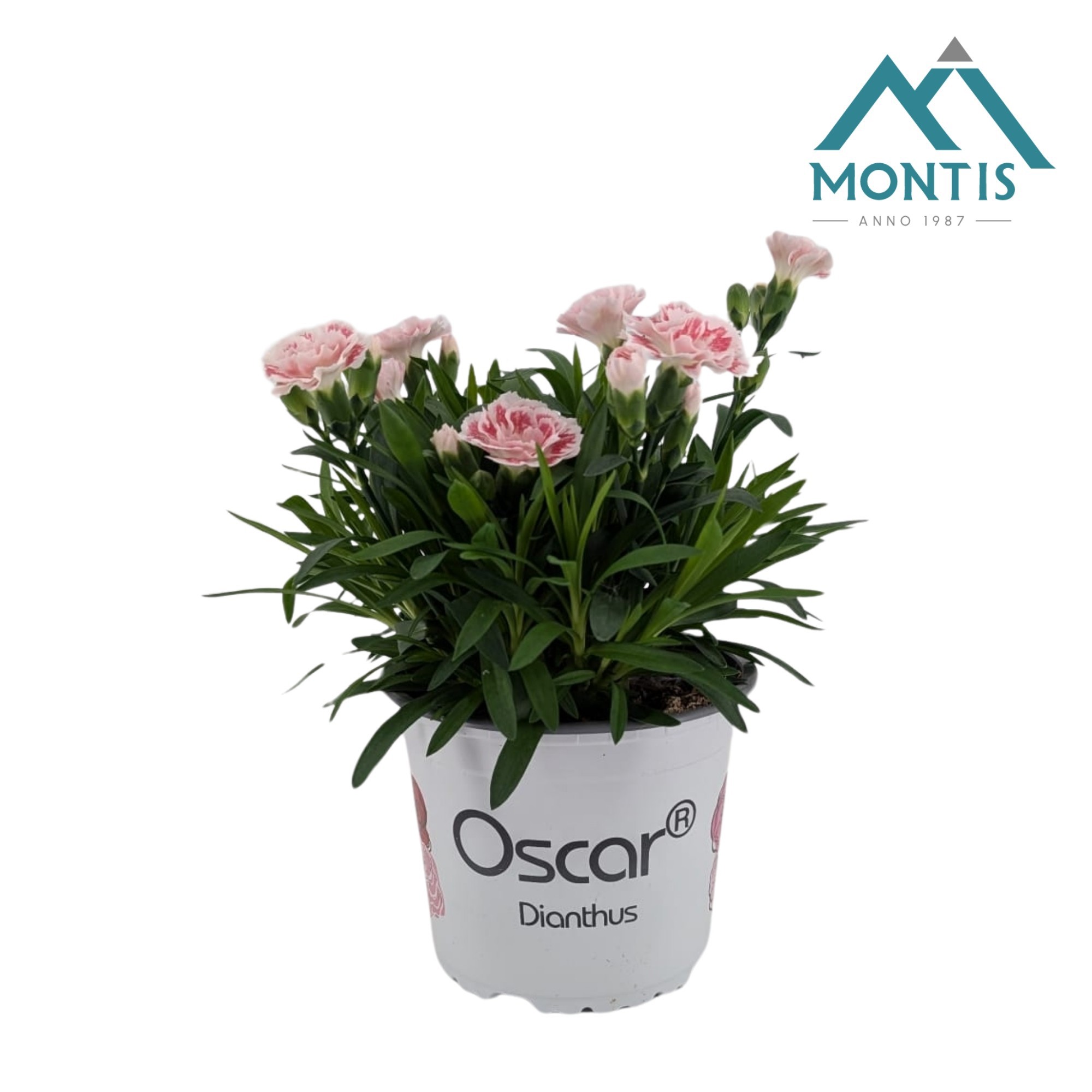 Dianthus Oscar 'White and Red', D 13