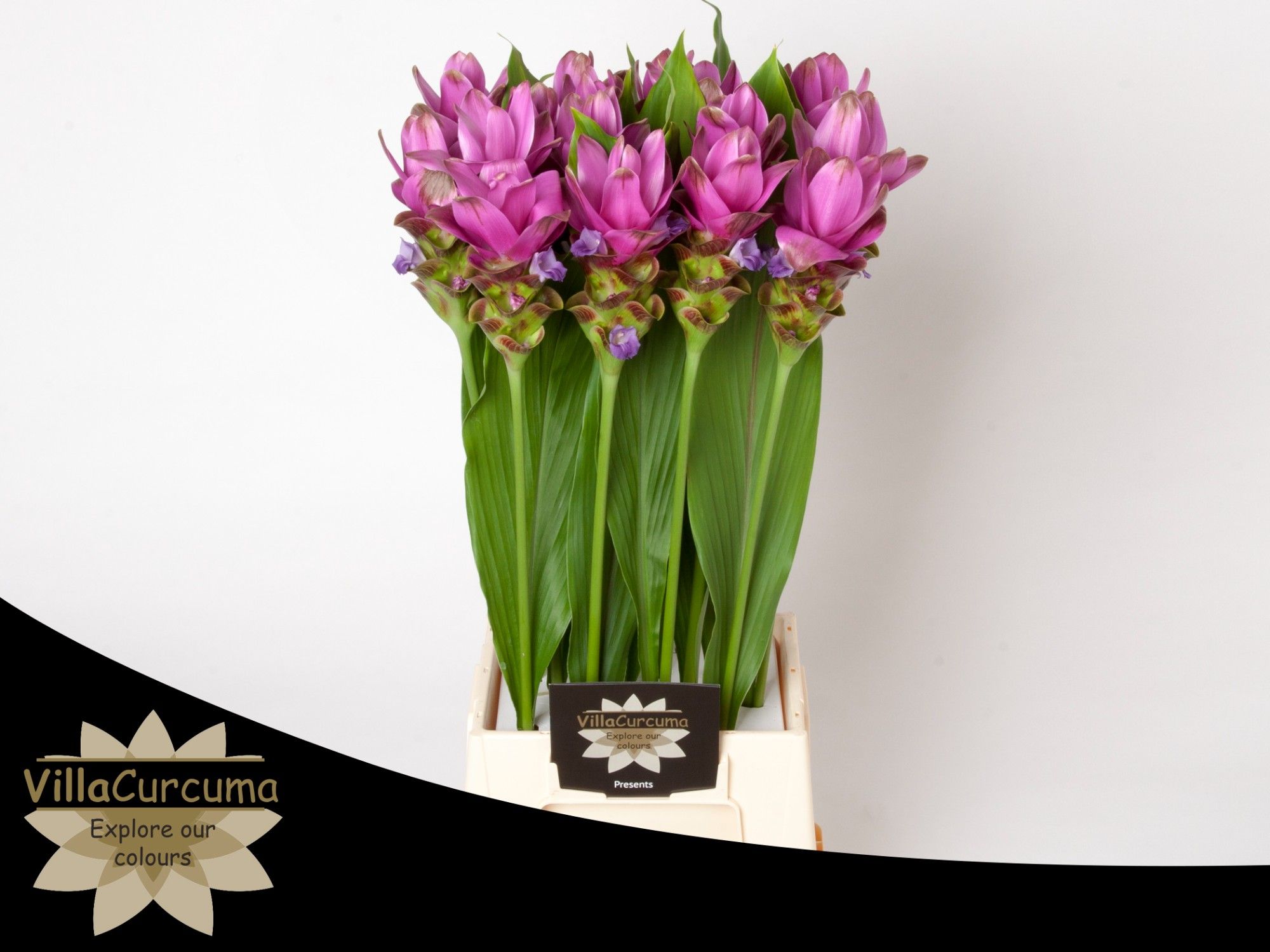 Куркума Сиам Шэдоу 60, шт.