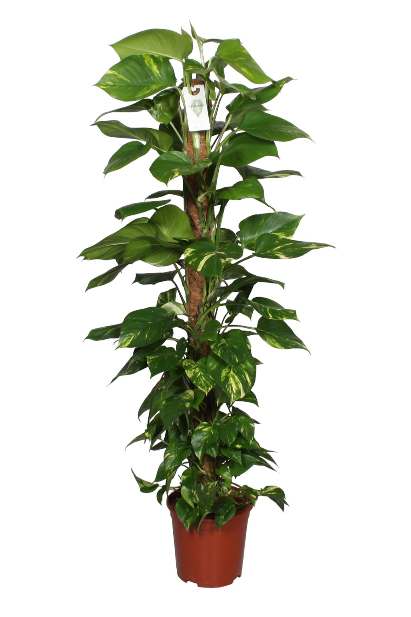 Epipremnum pinnatum mosstok 150cm Scindapsus, D 27