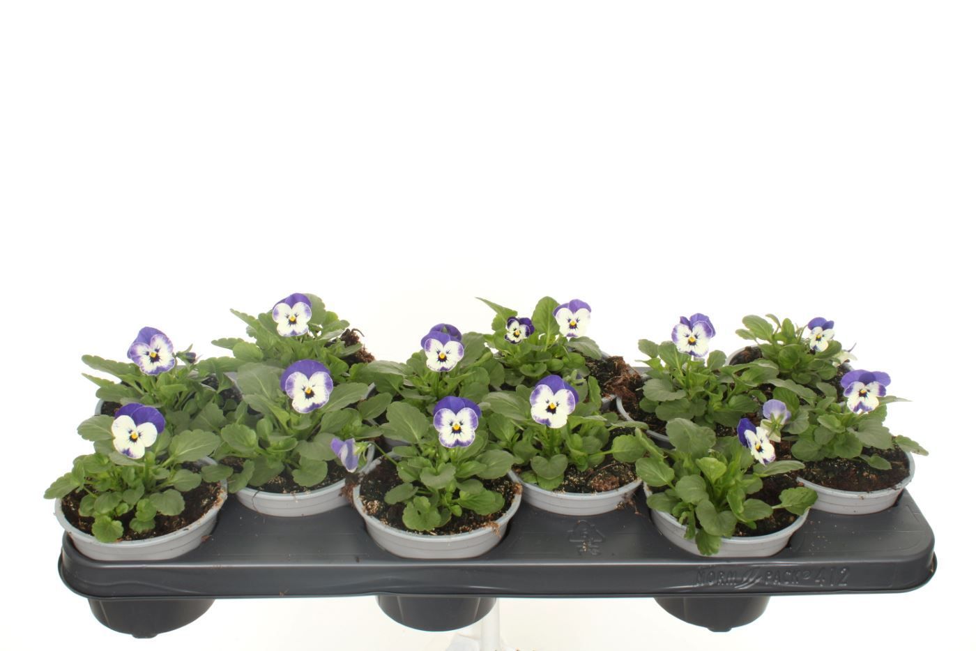 Viola cornuta Sorbet Delft Blue, D 11 cm