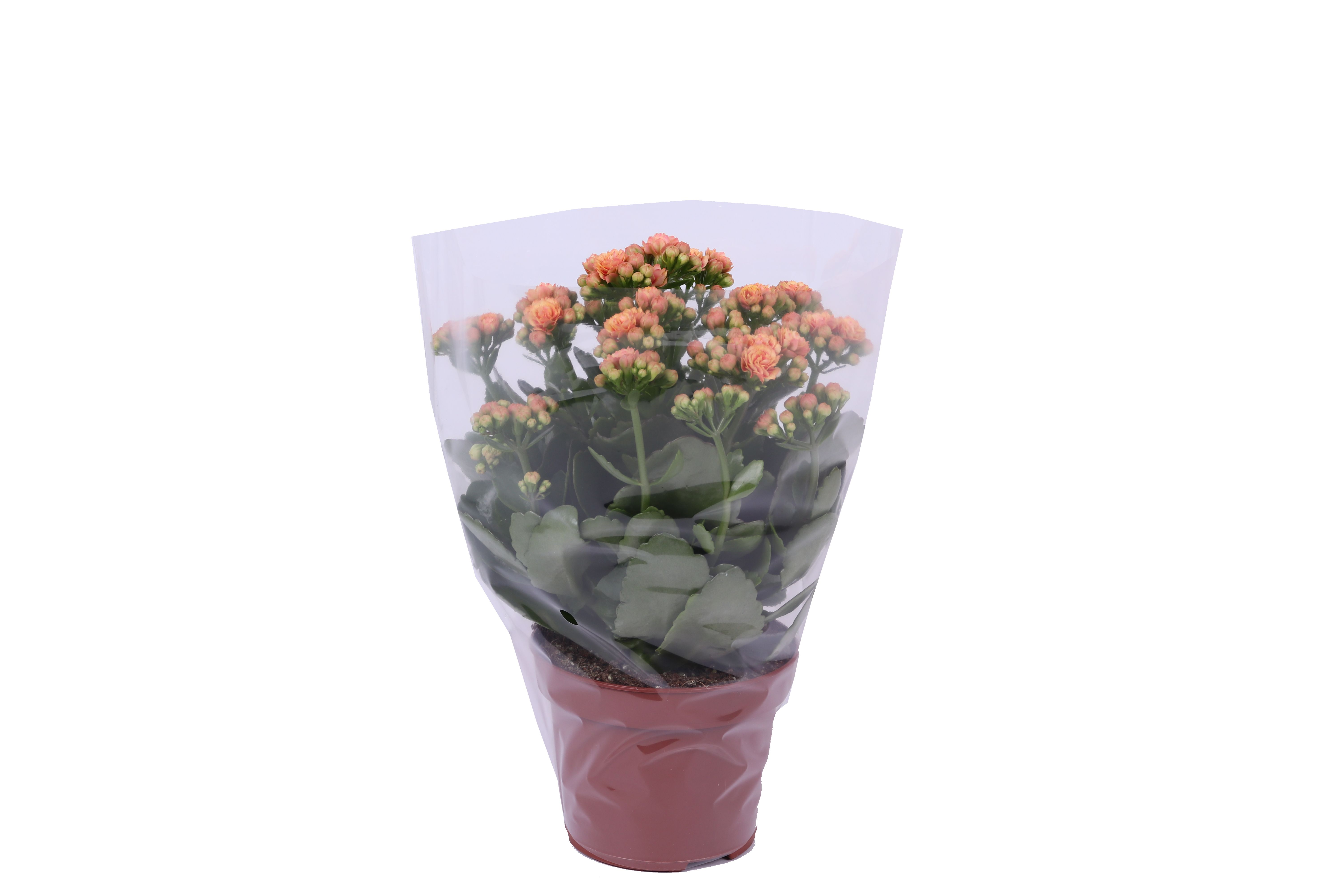 Kalanchoe Rosalina 12cm Don Feliz, Blanco hoes, D 12