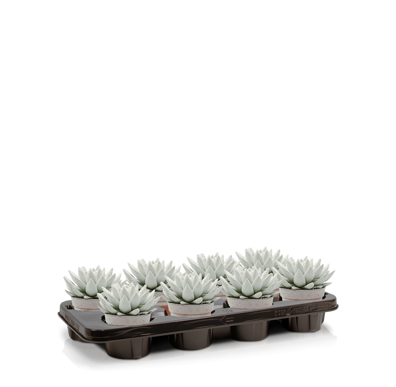 Miranda coloured white + snow, D 12