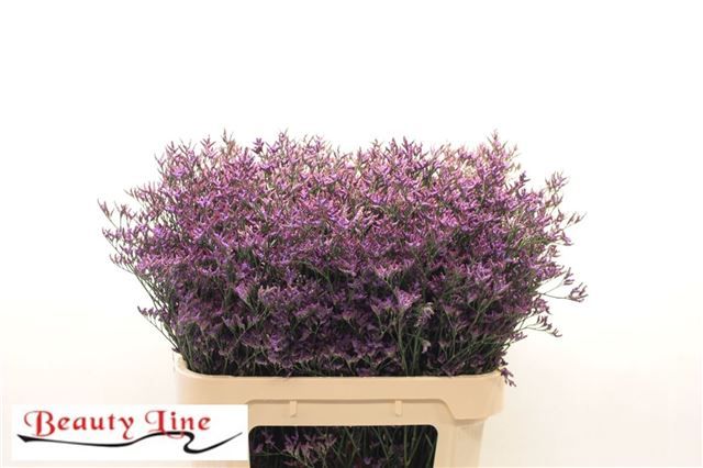 Лимониум Сафора Дарк Блю 80, шт.