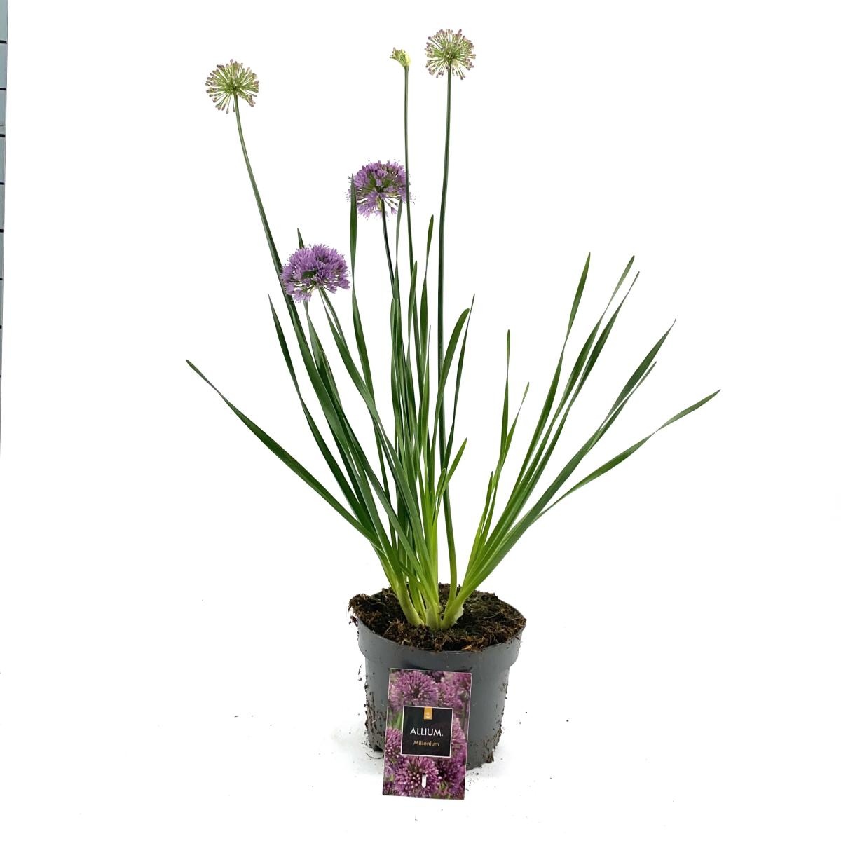 Allium 'Millenium', D 17 cm