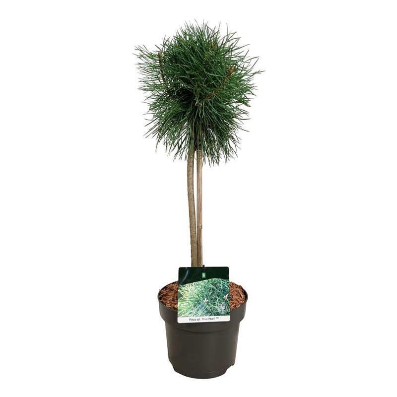 Pinus sylv. 'Blue Pearl' ®, D 23