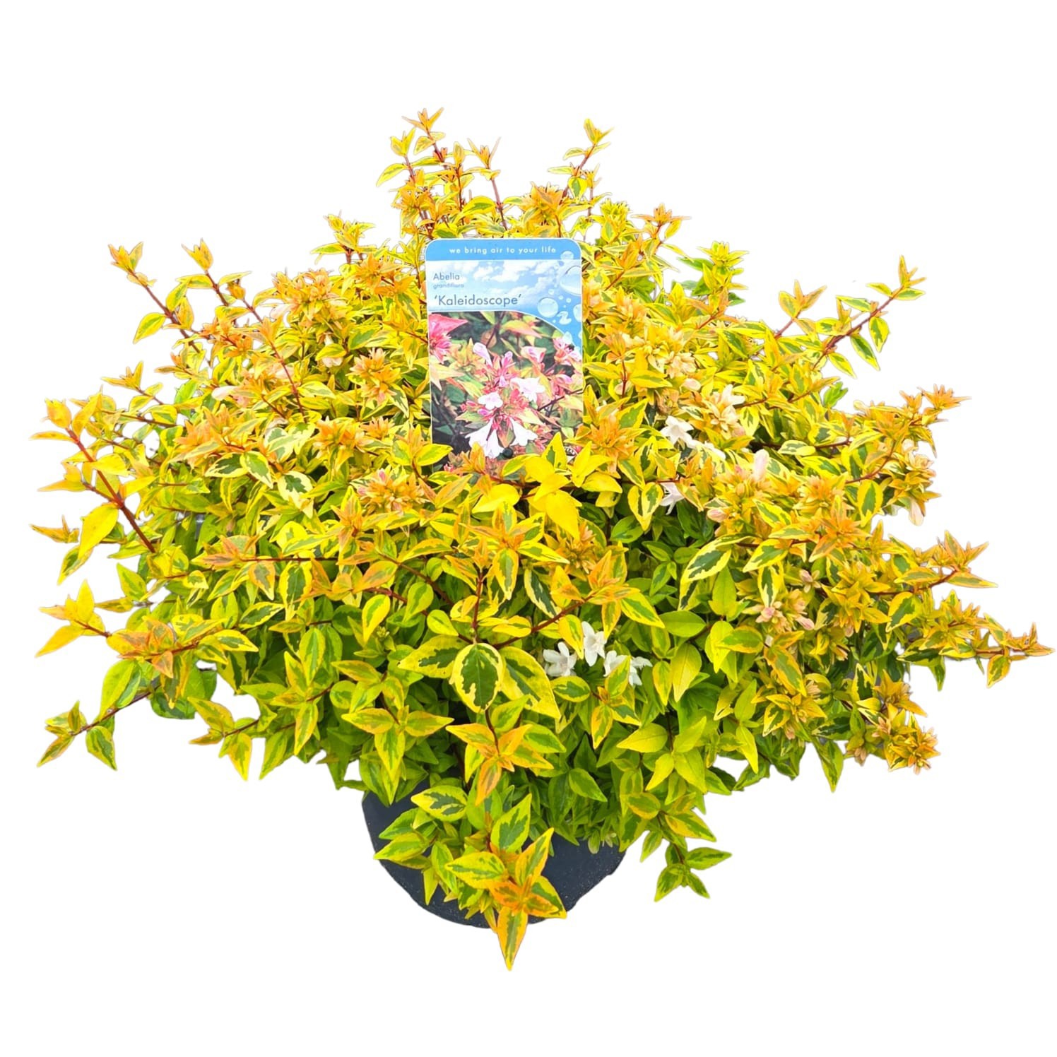 Abelia grand. 'Kaleidoscope', D 26 cm Abelia grand. 'Kaleidoscope', D 26 cm