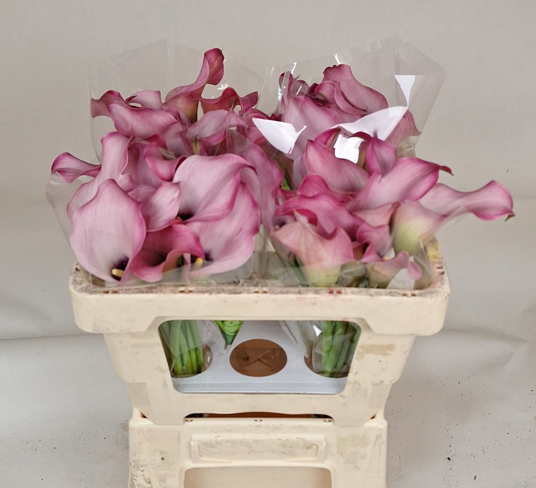 Калла Зазу 50, шт.