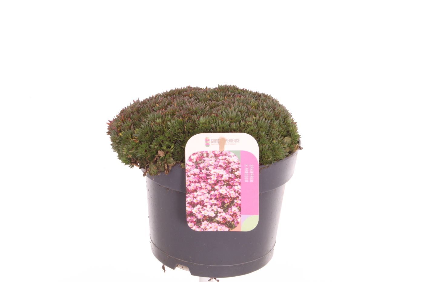 Saxifraga Pixi Pan Red, D 17
