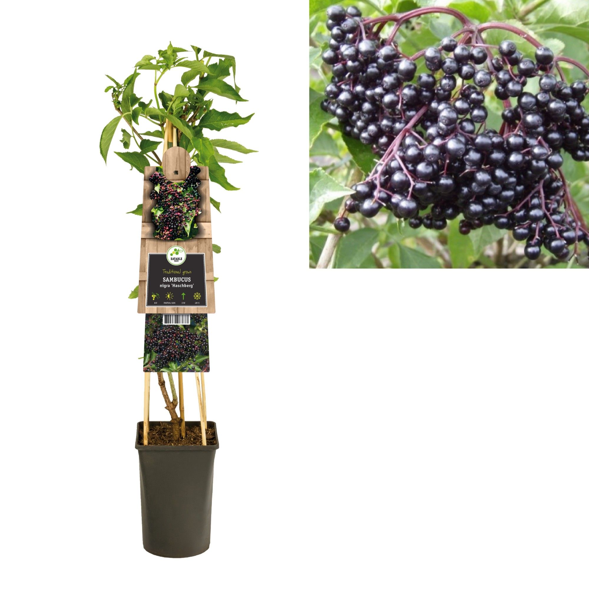 Sambucus nigra 'Haschberg' +3.0 label, D 17