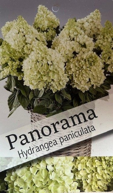 Hydrangea pan. 'Panorama' P29, D 29