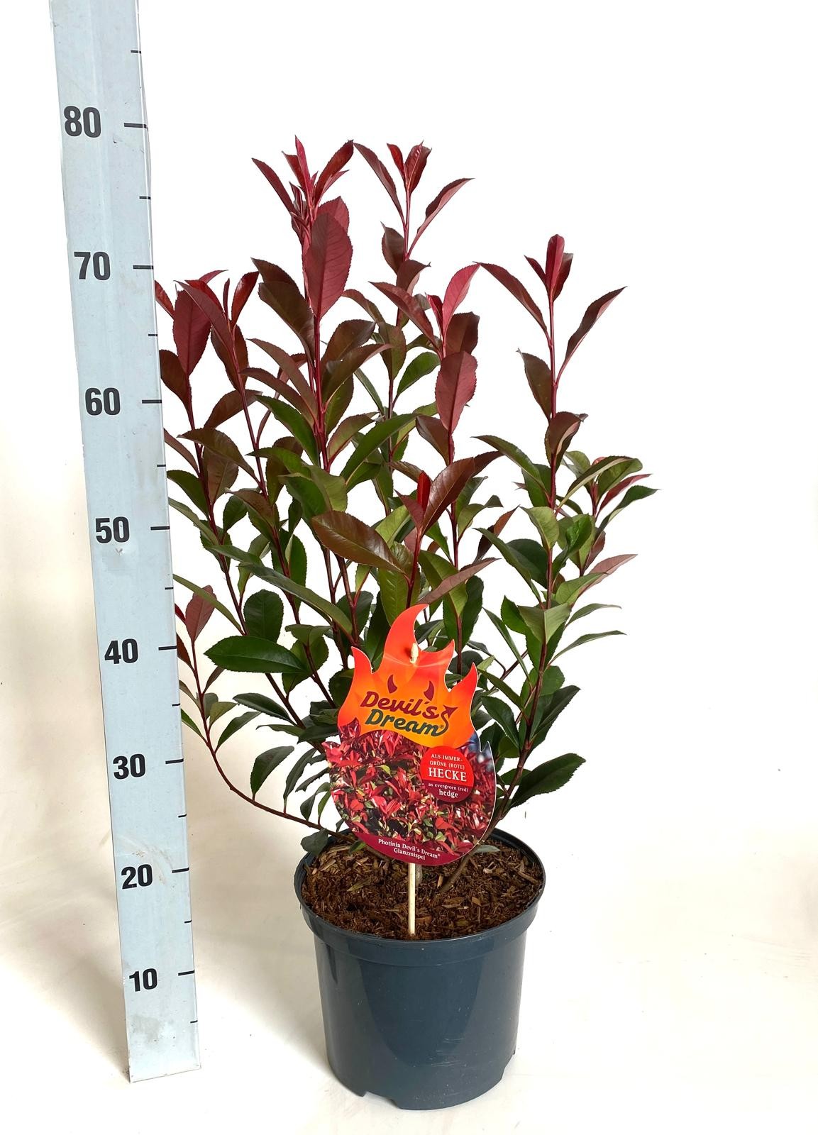 Photinia fraseri 'Devil's Dream', D 23