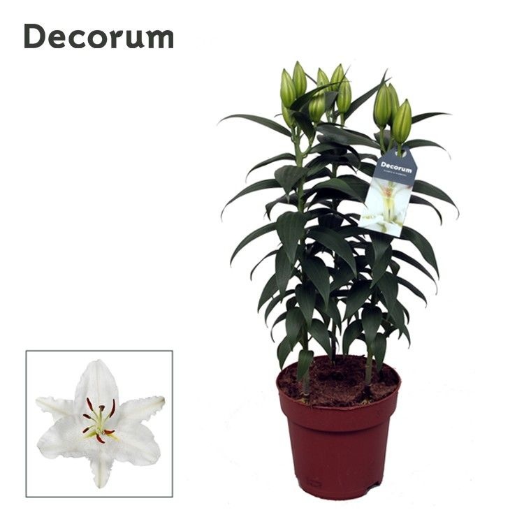 Lilium Or Oxygen 17cm, D 17 cm