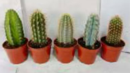 Кактус колонновидный микс 9 15