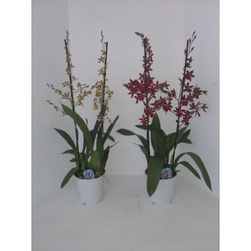 Cambria mix 2 tak 17 cm Toef, D 17