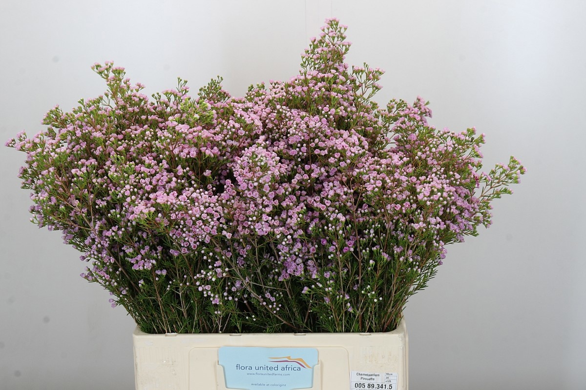 Шамелациум Пируэт 55, шт.