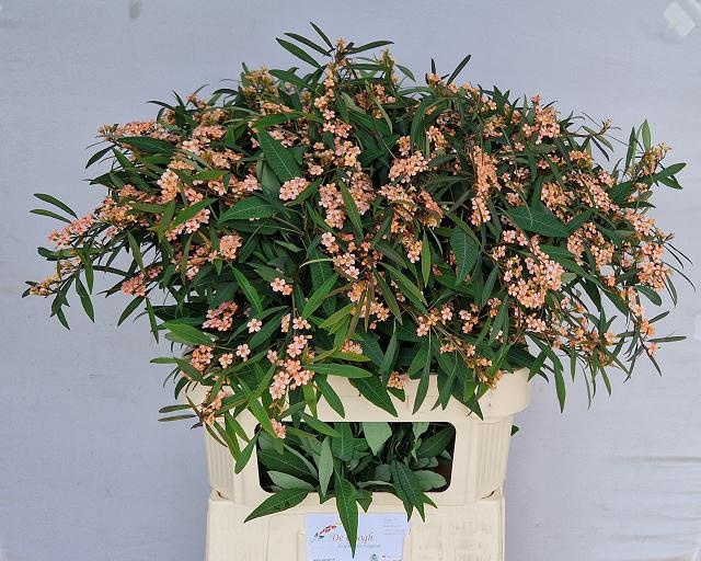 Эуфорбия куст. Фае Кинг 80, шт.