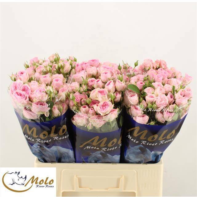 Роза куст. Иветте 60, шт. Роза куст. Иветте 60, шт.