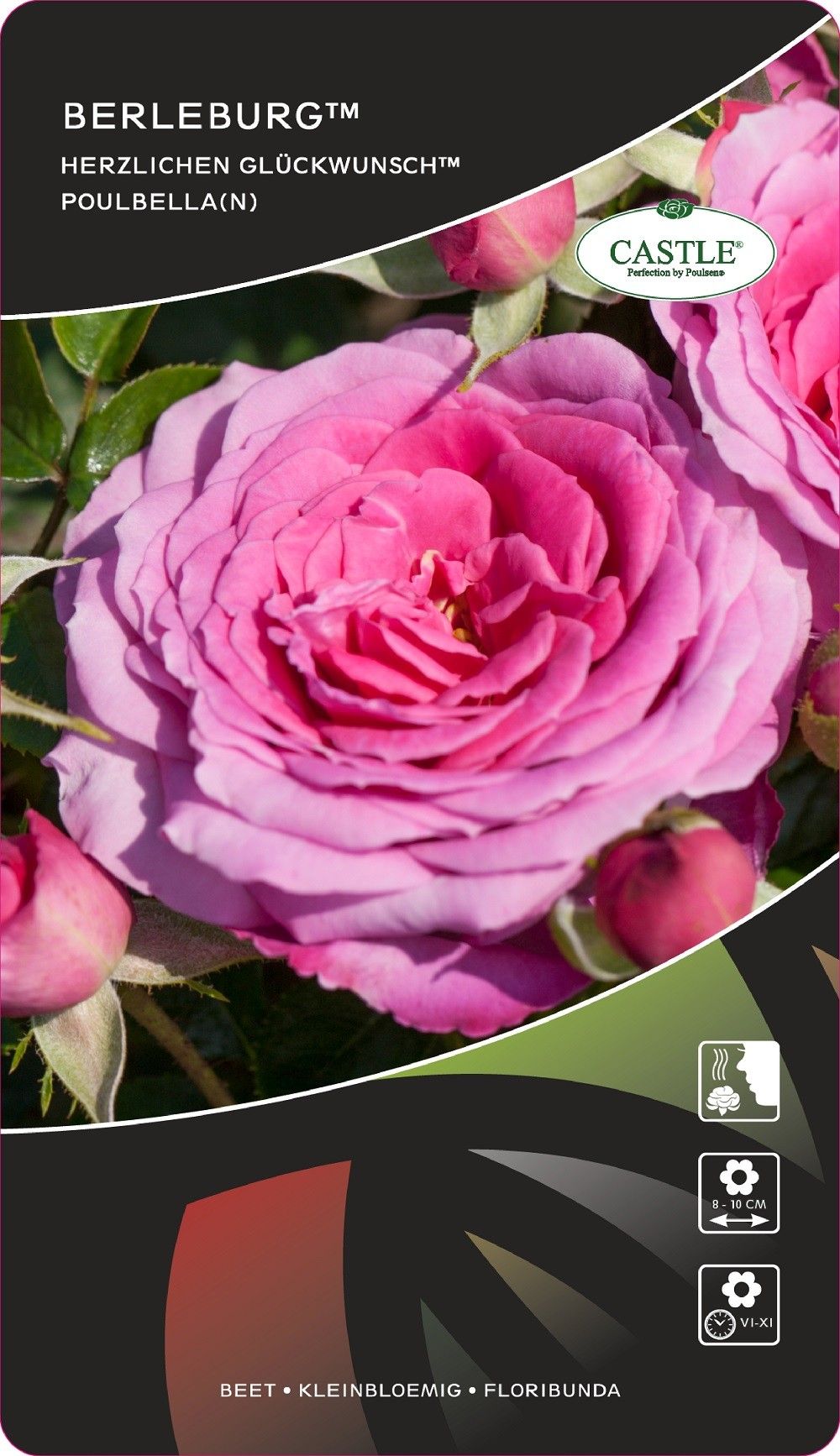 Rosa (F) Berleburg®, D 17