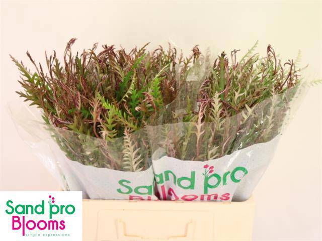 Гревиллея Айвенго Бронз 50, шт.