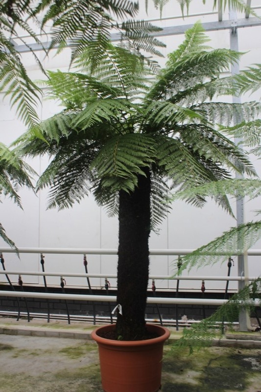 Dicksonia antarctica, D 70