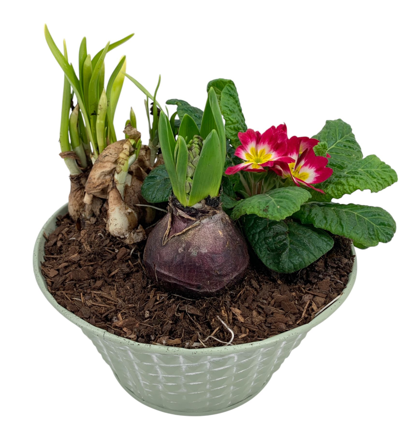 Ruitjes groen Zink Hyacint + Tete Prim 664, D 16