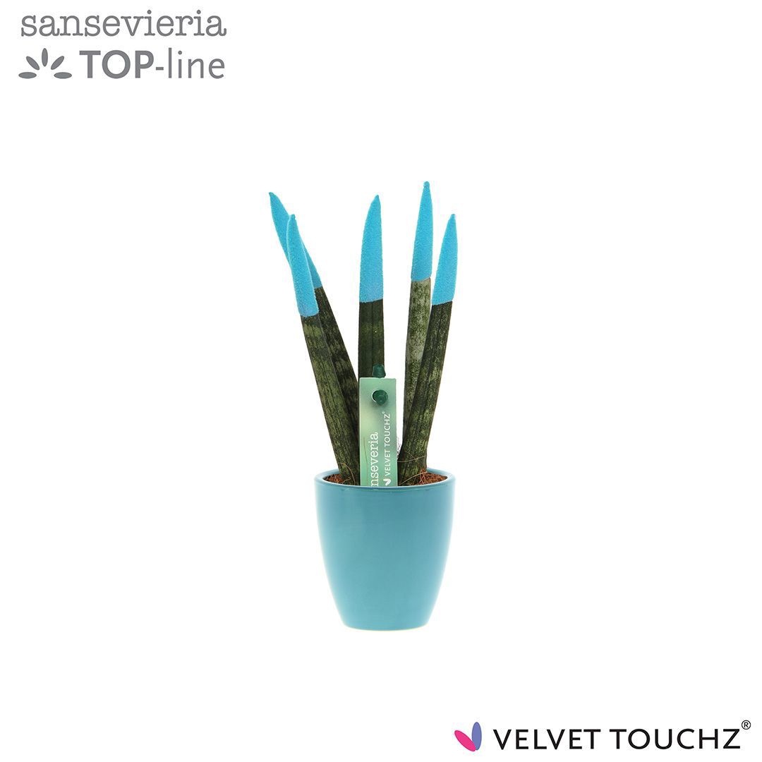 Sansevieria VELVET TOUCHZ® Aqua in keramiek Osaka, D 6