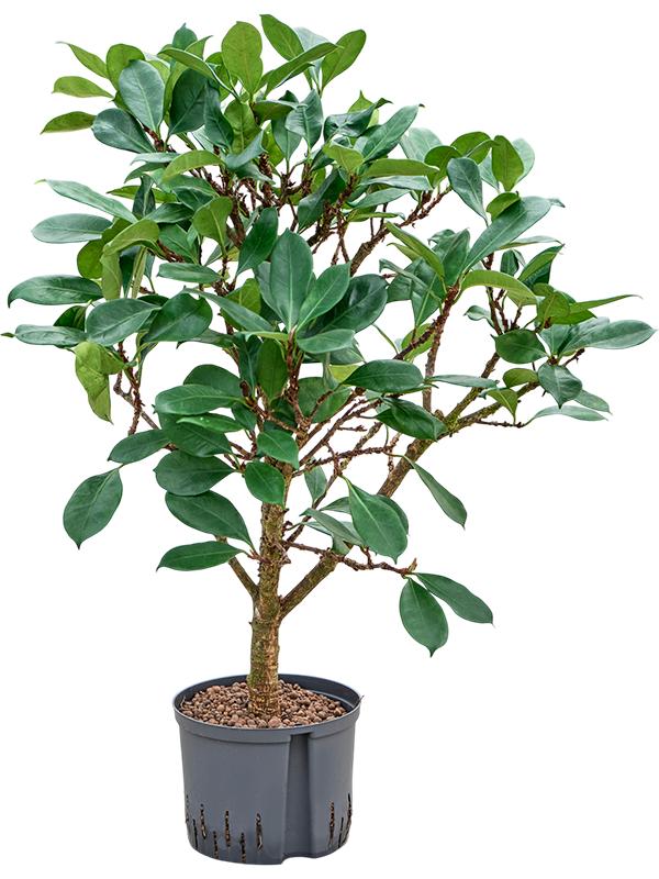 Ficus cyathistipula, D 25