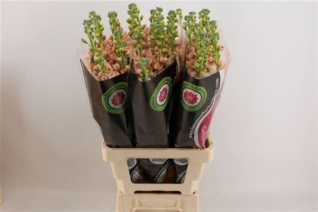 Маттиола од. Айрон Априкот 70, шт.