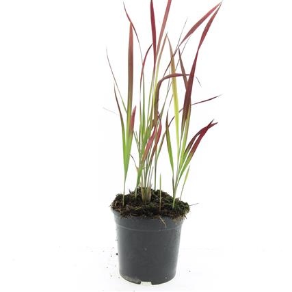 Imperata cylindrica 'Red Baron', D 14 cm