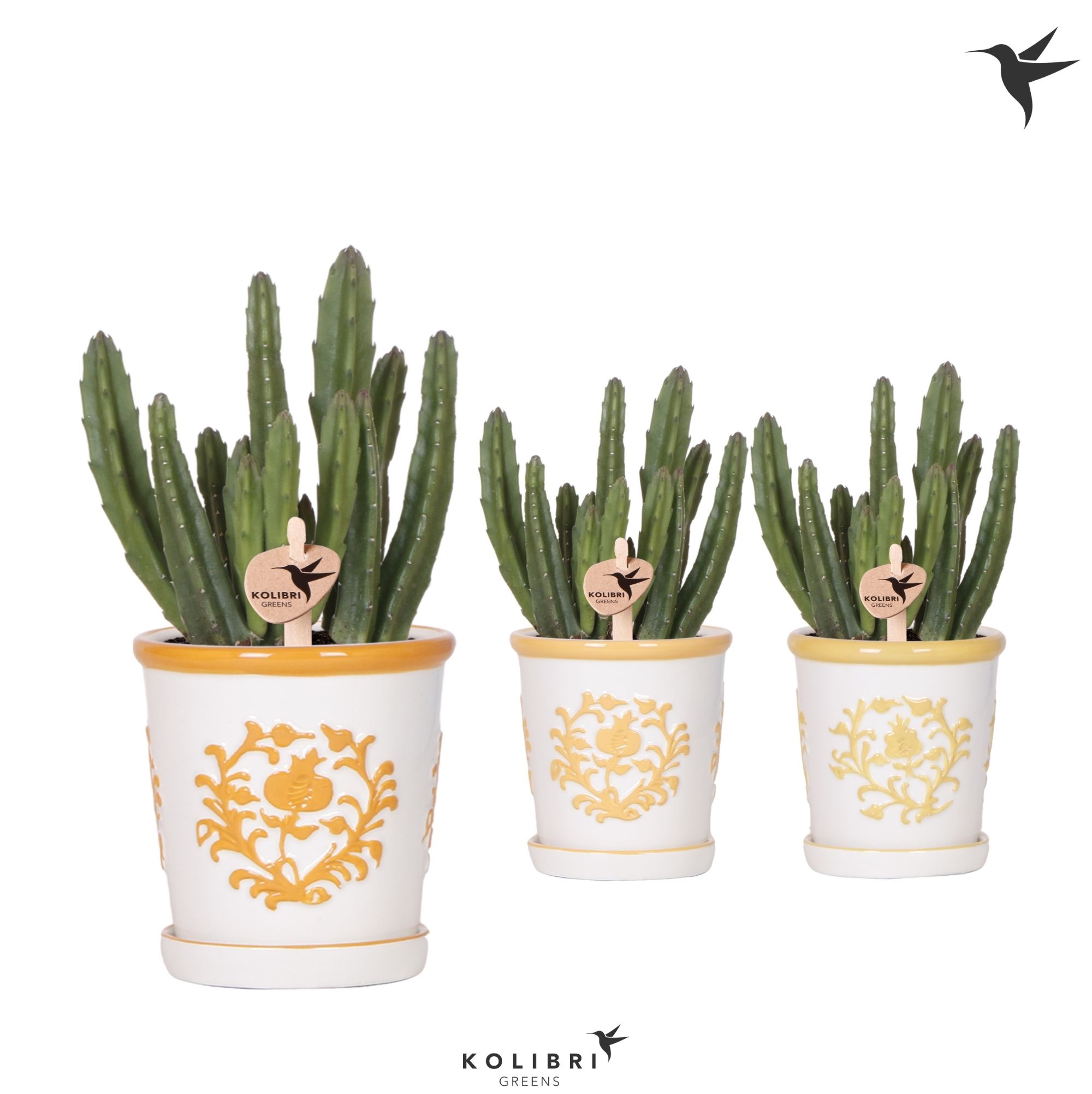 Kolibri Greens Stapelia Leendertziae in Malaga pot yellow mix, D 9 cm