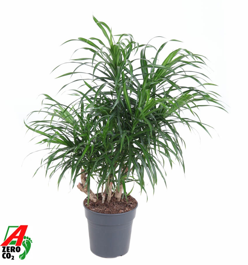 Dracaena Anita variegata vertakt P21, D 21