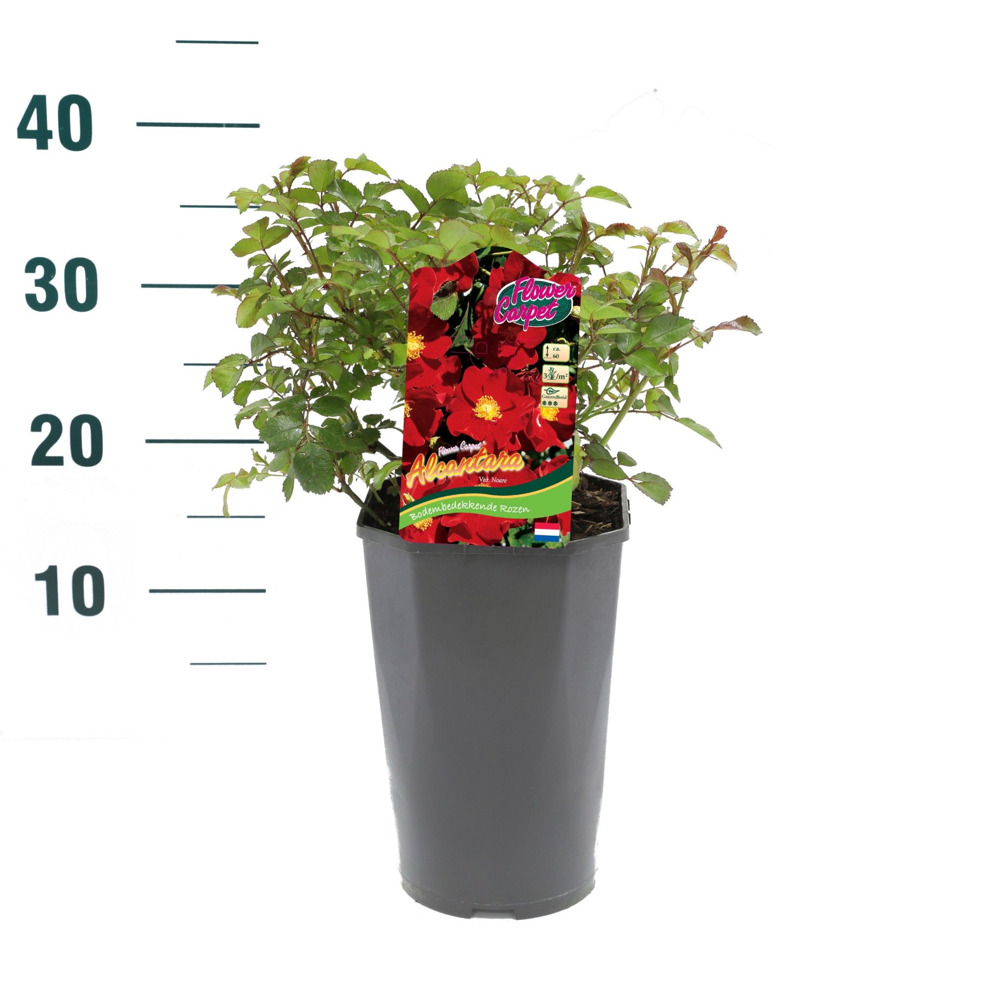 Rosa 'Alcantara' - Struik - C3rp - Flower Carpet, D 19 cm
