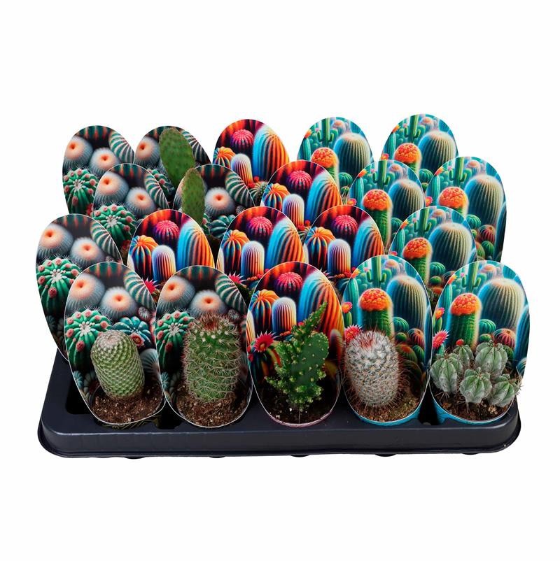 Cactus MIX, D 6