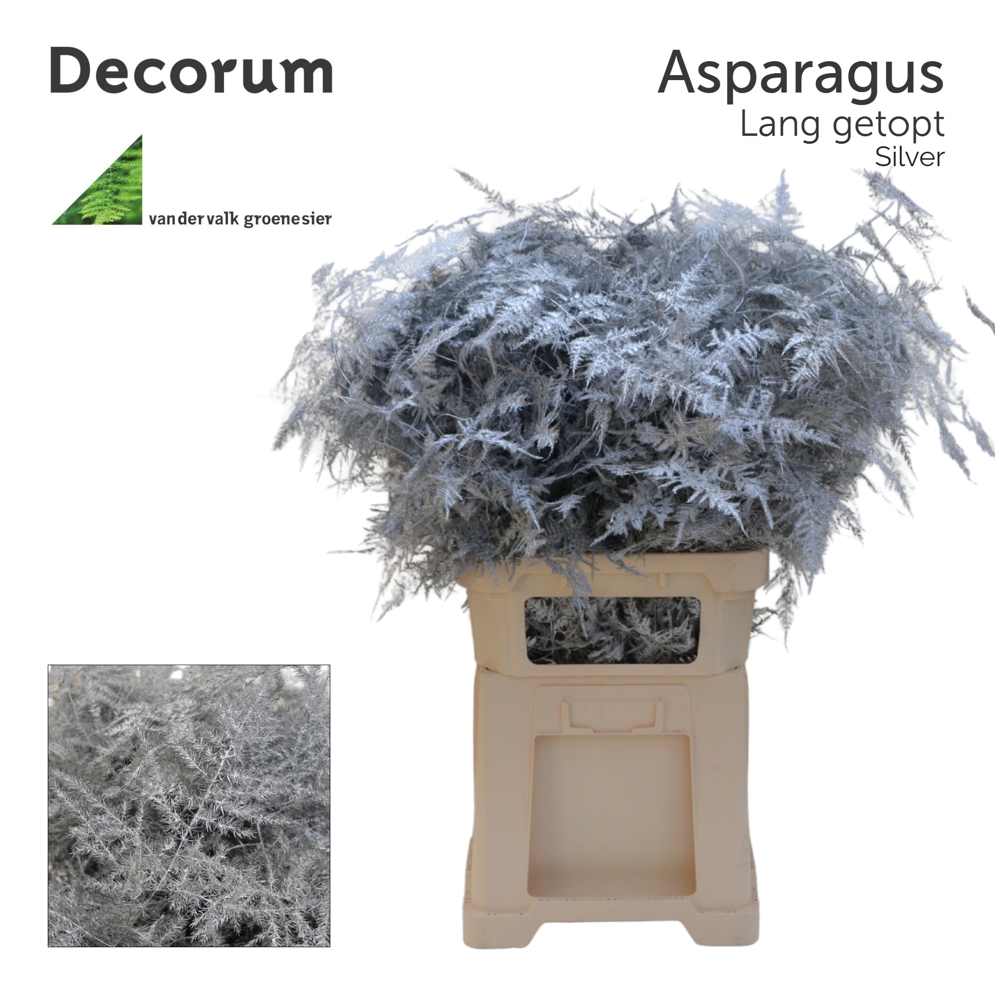 Аспарагус Овериг Крашеный (краш. ) 85, шт.