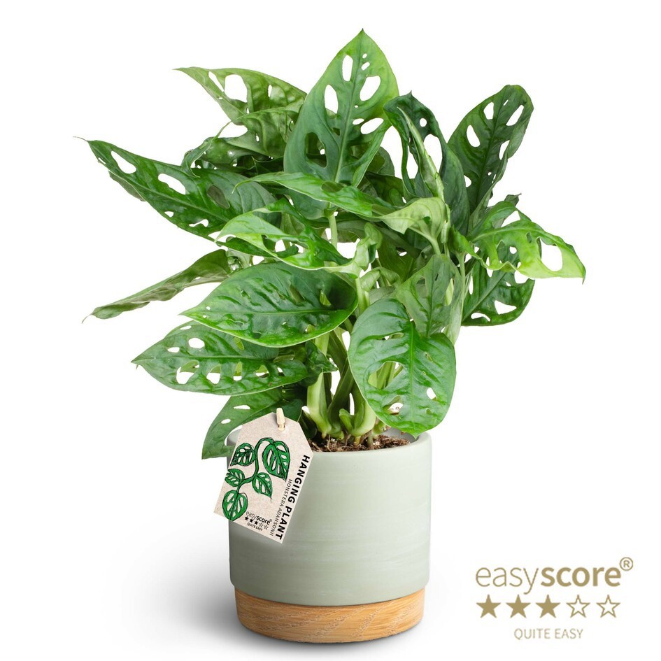 Woodbase Green, Monstera adansonii, D 12 cm
