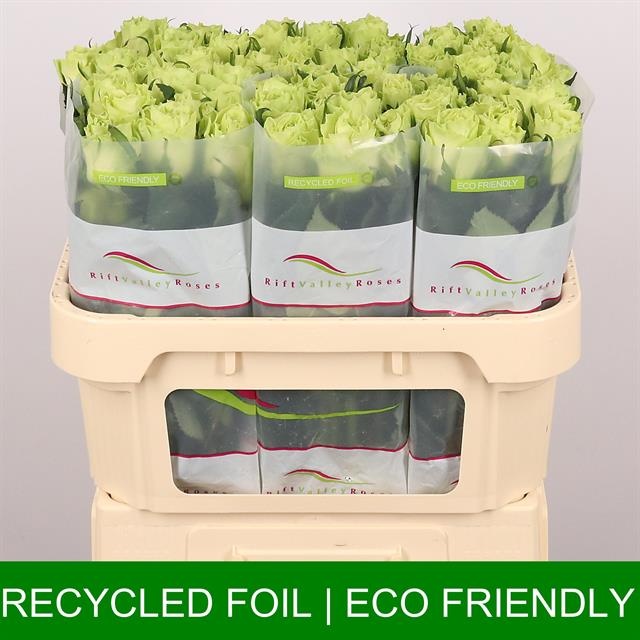 Роза од. Камуфляж! 70, шт.