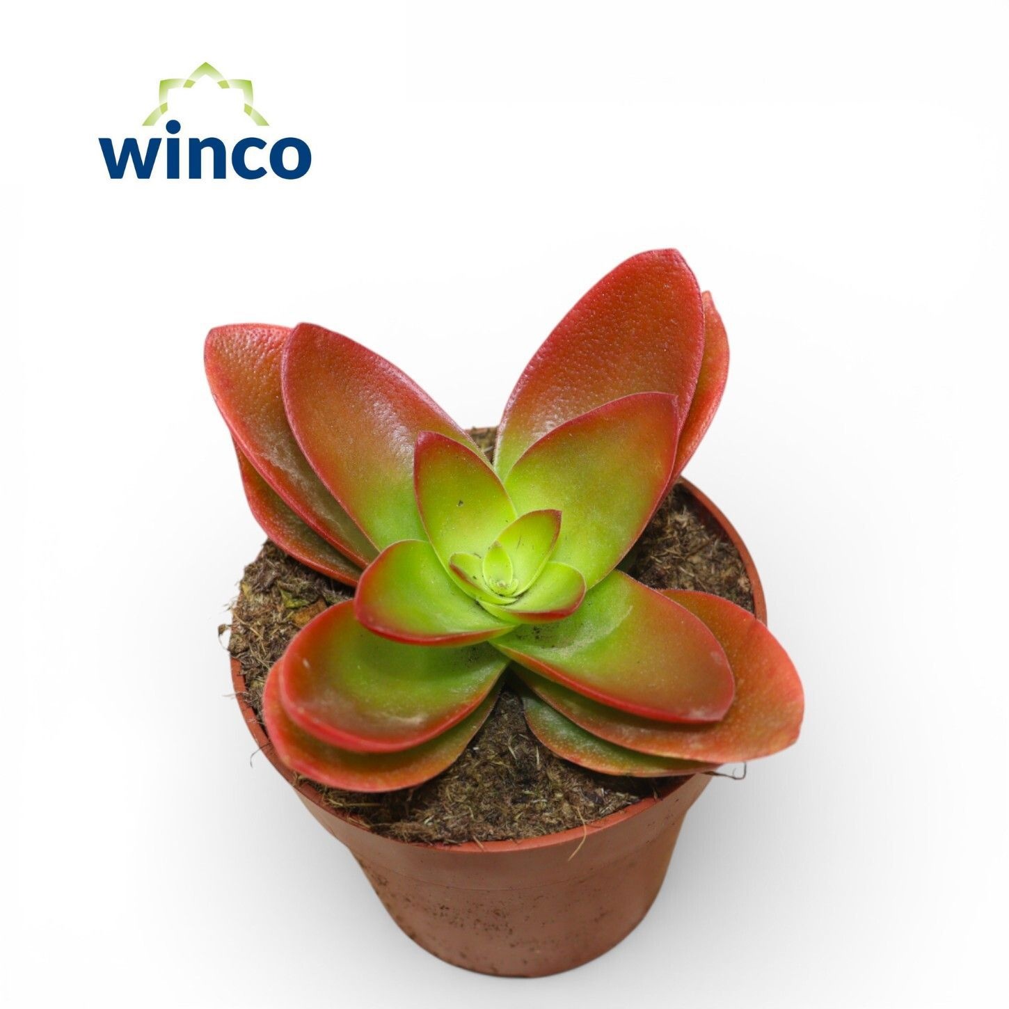 Crassula Capitella Campfire (red) (Single), D 8,5