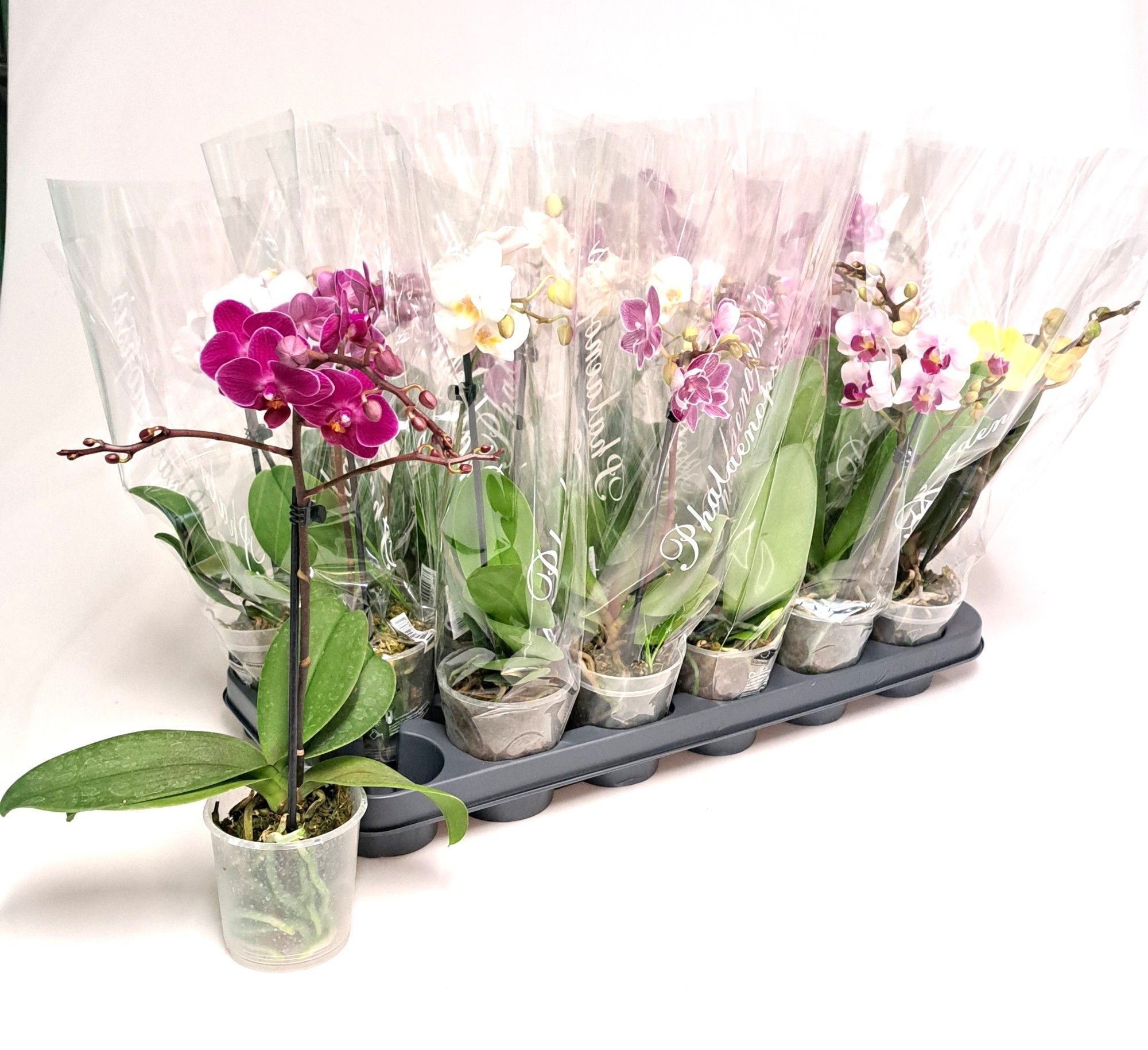 9 cm Phalaenopsis 1 Stem, D 9