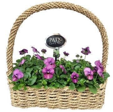 V663-9003 Viola hengselmand zeegras M, D 33