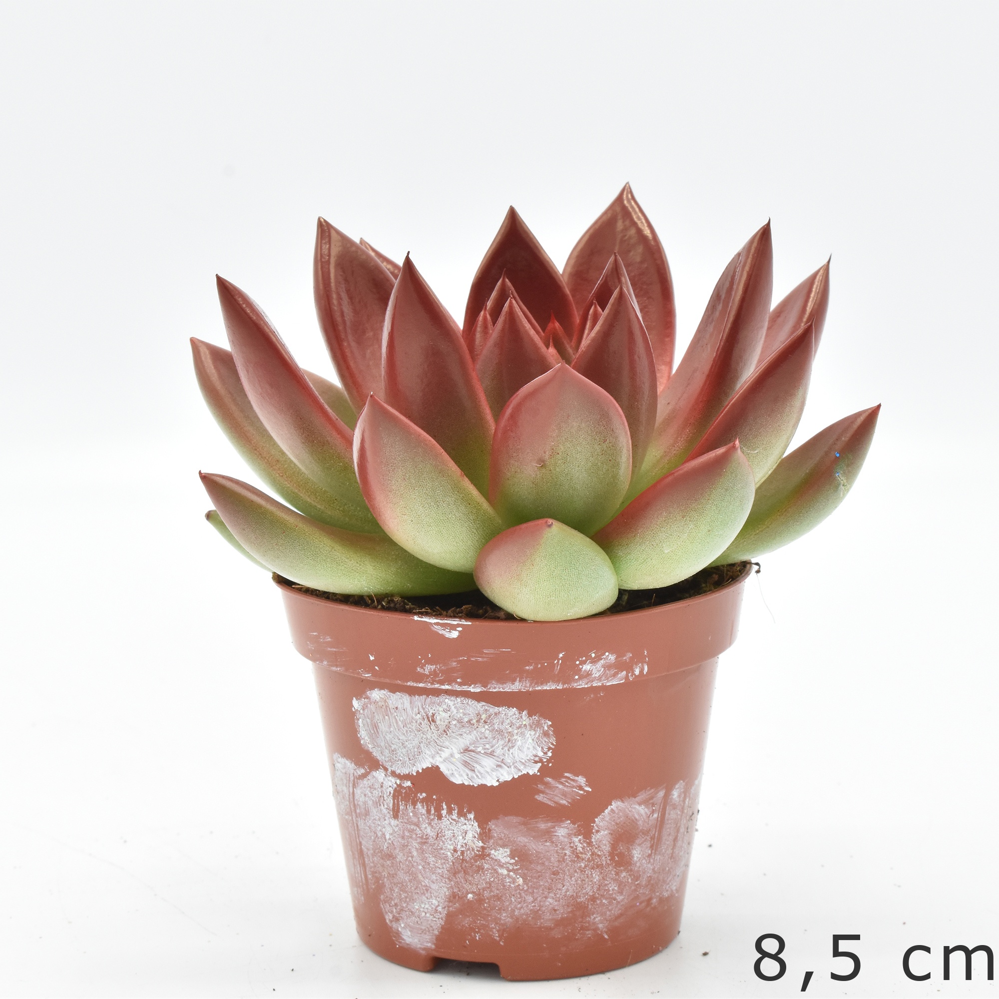 Miranda coloured festival red, D 10,5