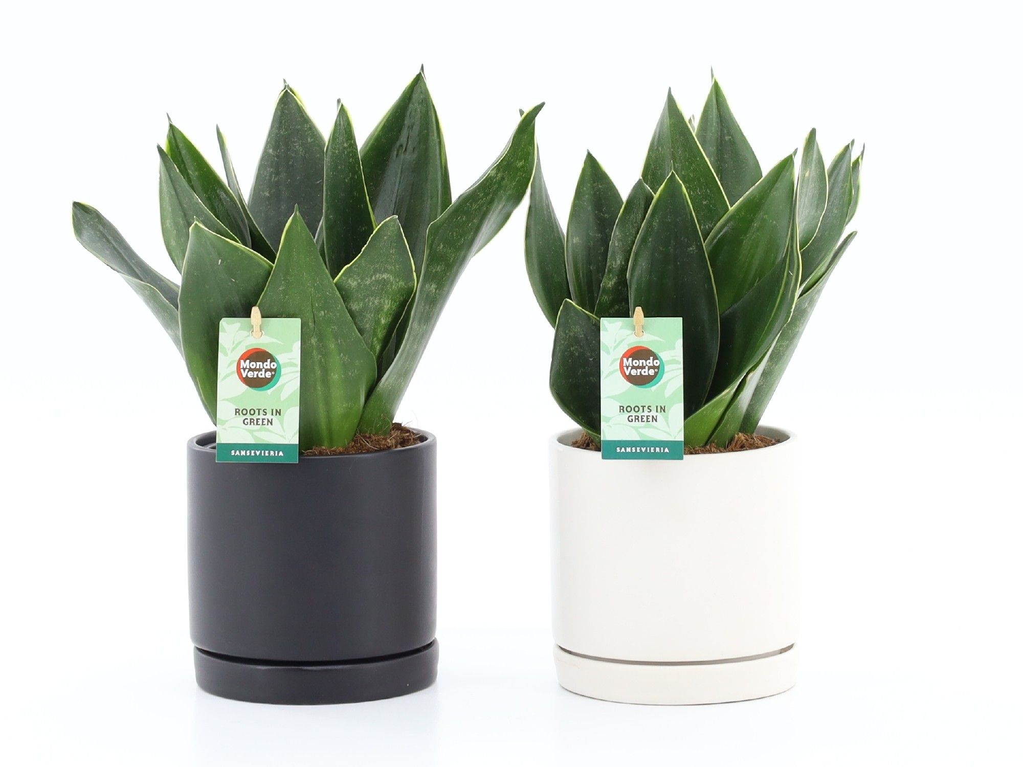 Sansevieria Black Diamond in Hainan keramiek, D 13
