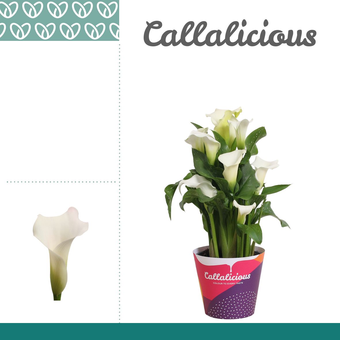Zantedeschia (Calla) Wit in Potcover, D 14