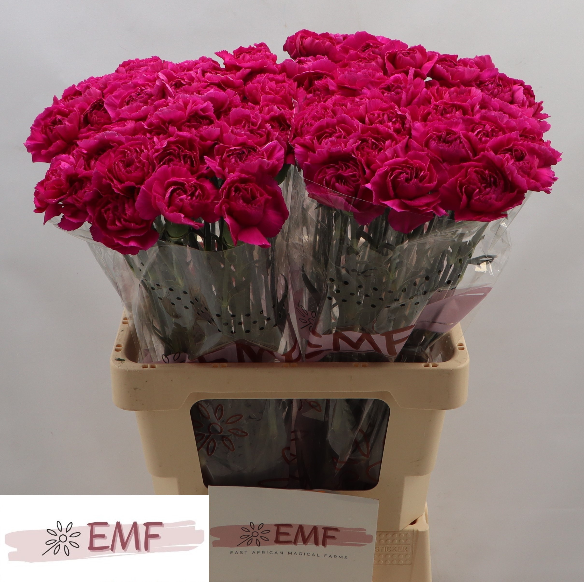 Диантус од. Перпл Дамаскус, шт. Диантус од. Перпл Дамаскус, шт.