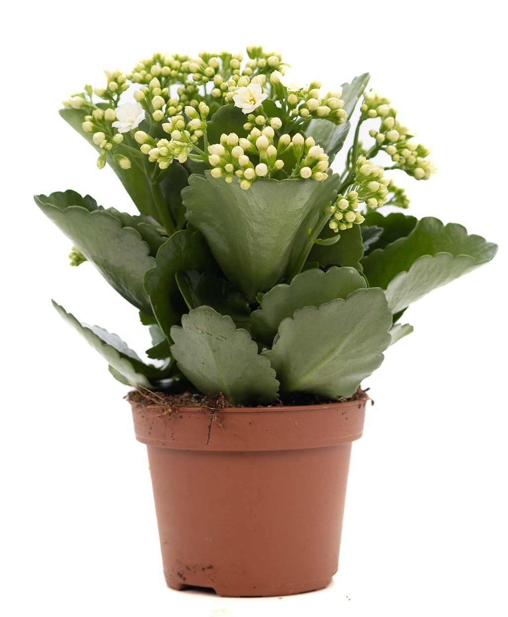 Kalanchoe white P&PURE Collection, D 12