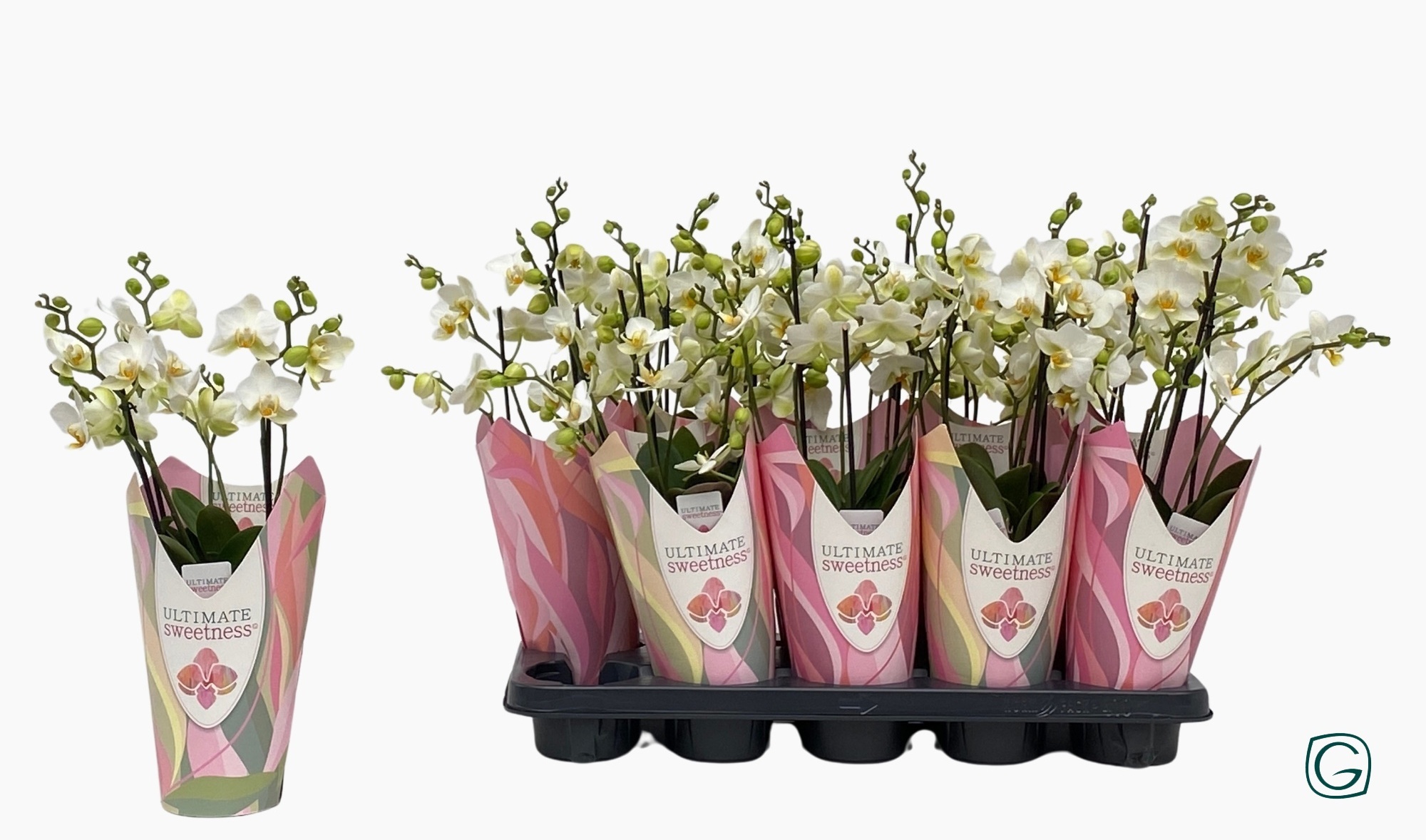 Multiflora 3tk Lausanne in flame-cover, D 12 cm