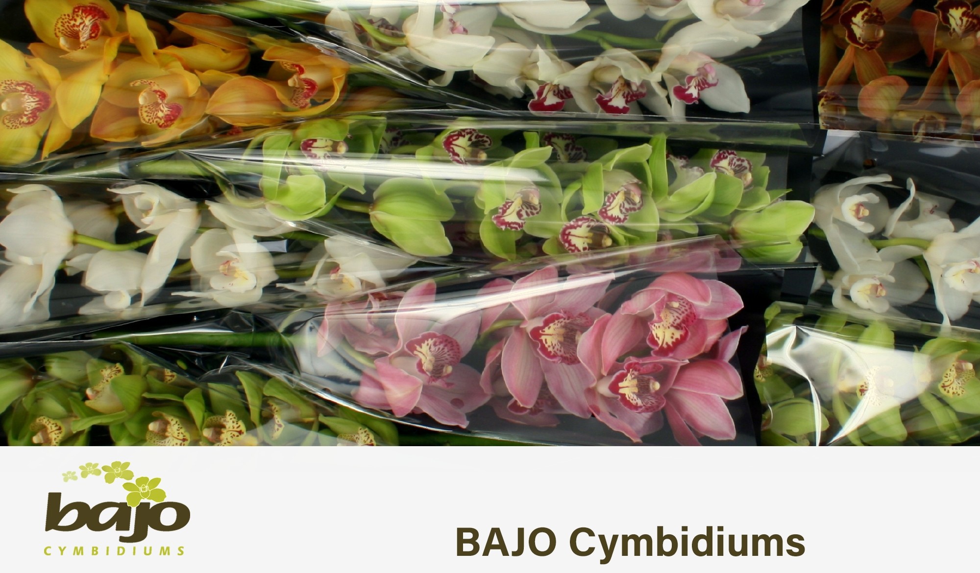 Цимбидиум Микс x9 60, шт.