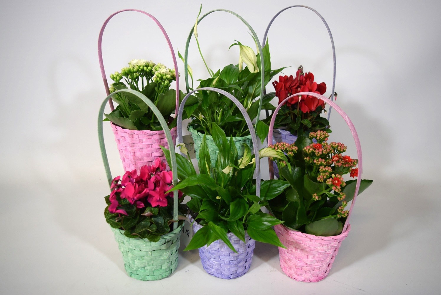 Bloeimix in pastel gekleurde hengselmand. Mix in overleg (ook in monocultuur). Jaarrond, D 12