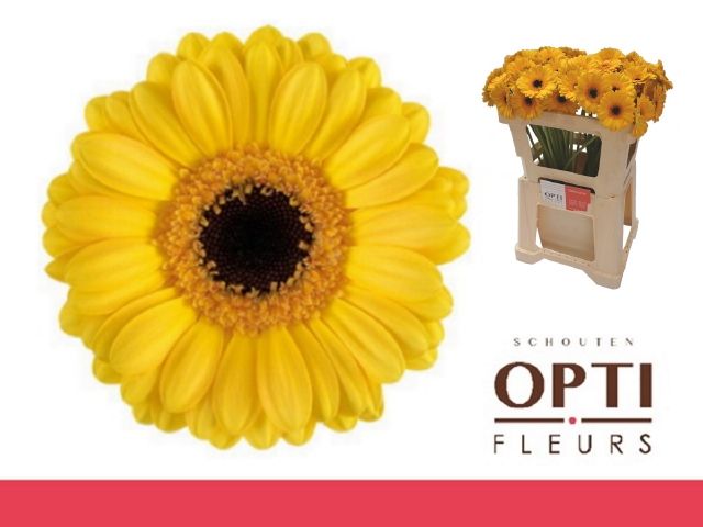 Гермини Дельмонте, шт.